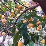 Marika Garden Appartamento Moraḯtika