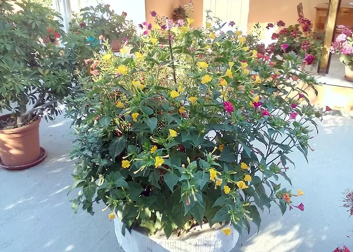 Marika Garden Moraitika
