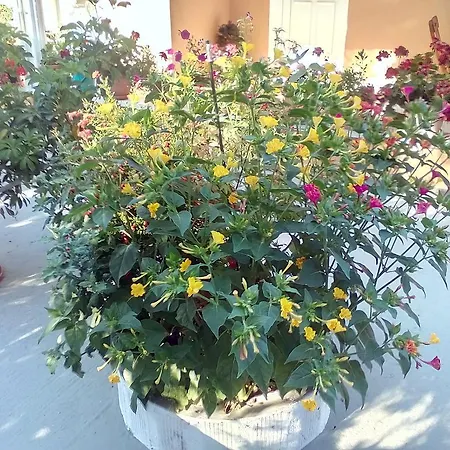 Marika Garden Moraitika