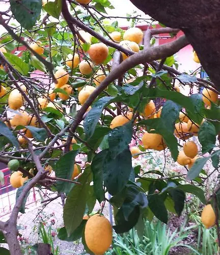 Marika Garden Διαμέρισμα Μωραΐτικα